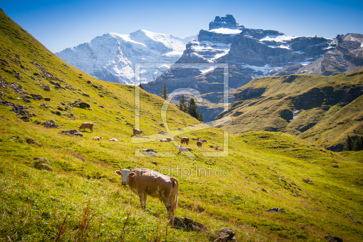 Bild-Nr.: 11598328 Kuh in den schweizer Alpen erstellt von janschuler