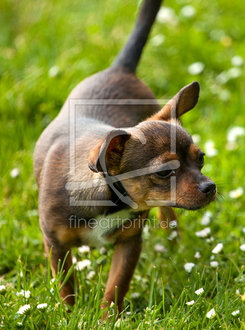 Bild-Nr.: 11598340 Schnüffelhund erstellt von Photocreatief