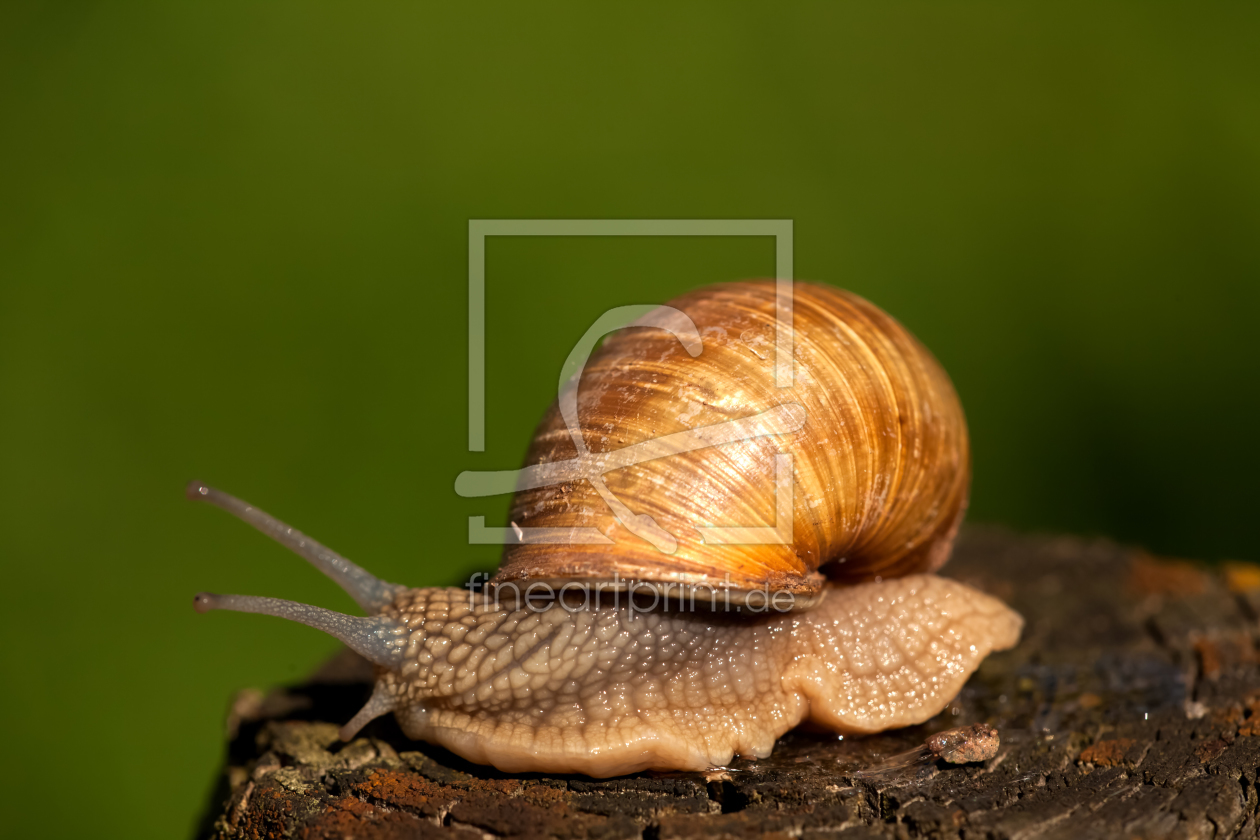 Bild-Nr.: 11598452 Schnecke erstellt von Photocreatief