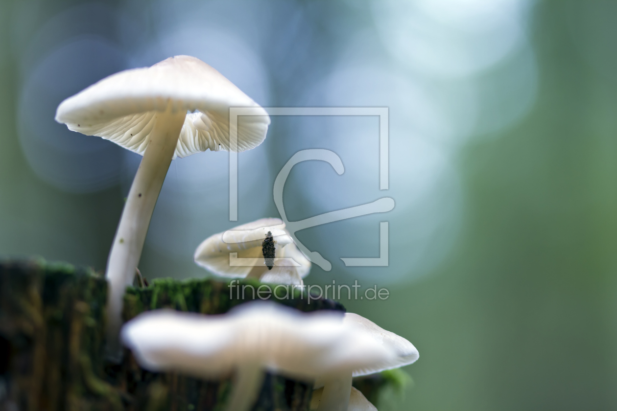 Bild-Nr.: 11598528 Pilze im Gegenlicht erstellt von MartinaW