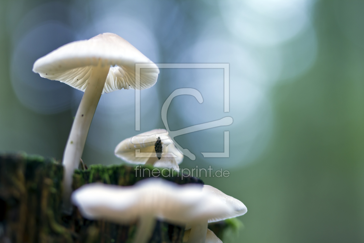 Bild-Nr.: 11598528 Pilze im Gegenlicht Bild-Nr.: 11598528 Pilze im Gegenlicht erstellt von MartinaW