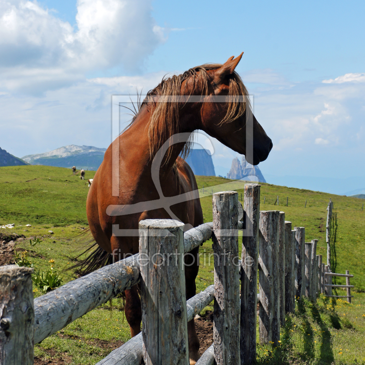Bild-Nr.: 11598530 Pferd auf Südtiroler Bergwiese Bild-Nr.: 11598530 Pferd auf Südtiroler Bergwiese erstellt von MartinaW