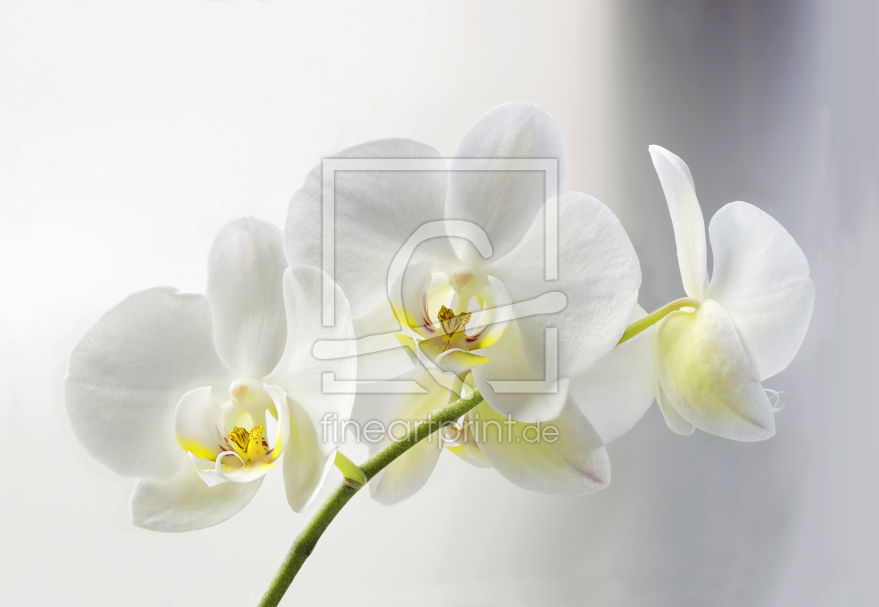 Bild-Nr.: 11598714 Orchids erstellt von KundenNr-294234