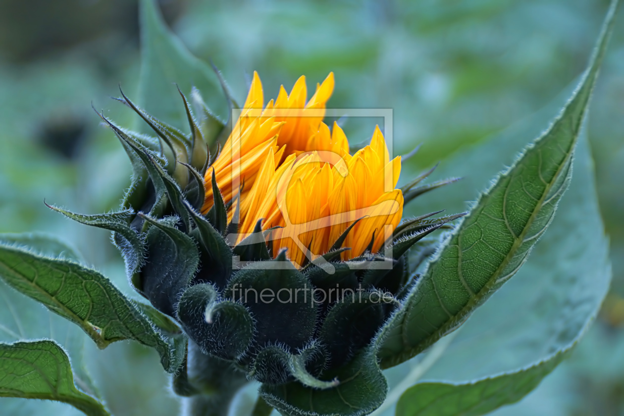 Bild-Nr.: 11598860 Sunflower erstellt von youhaveadream