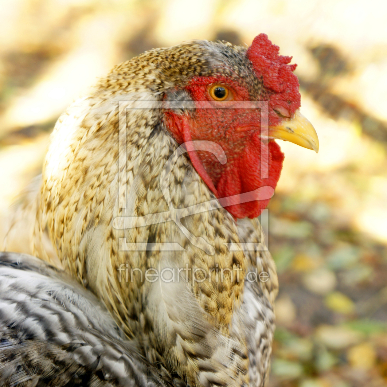Bild-Nr.: 11599380 Glückliches braunes Huhn erstellt von MartinaW
