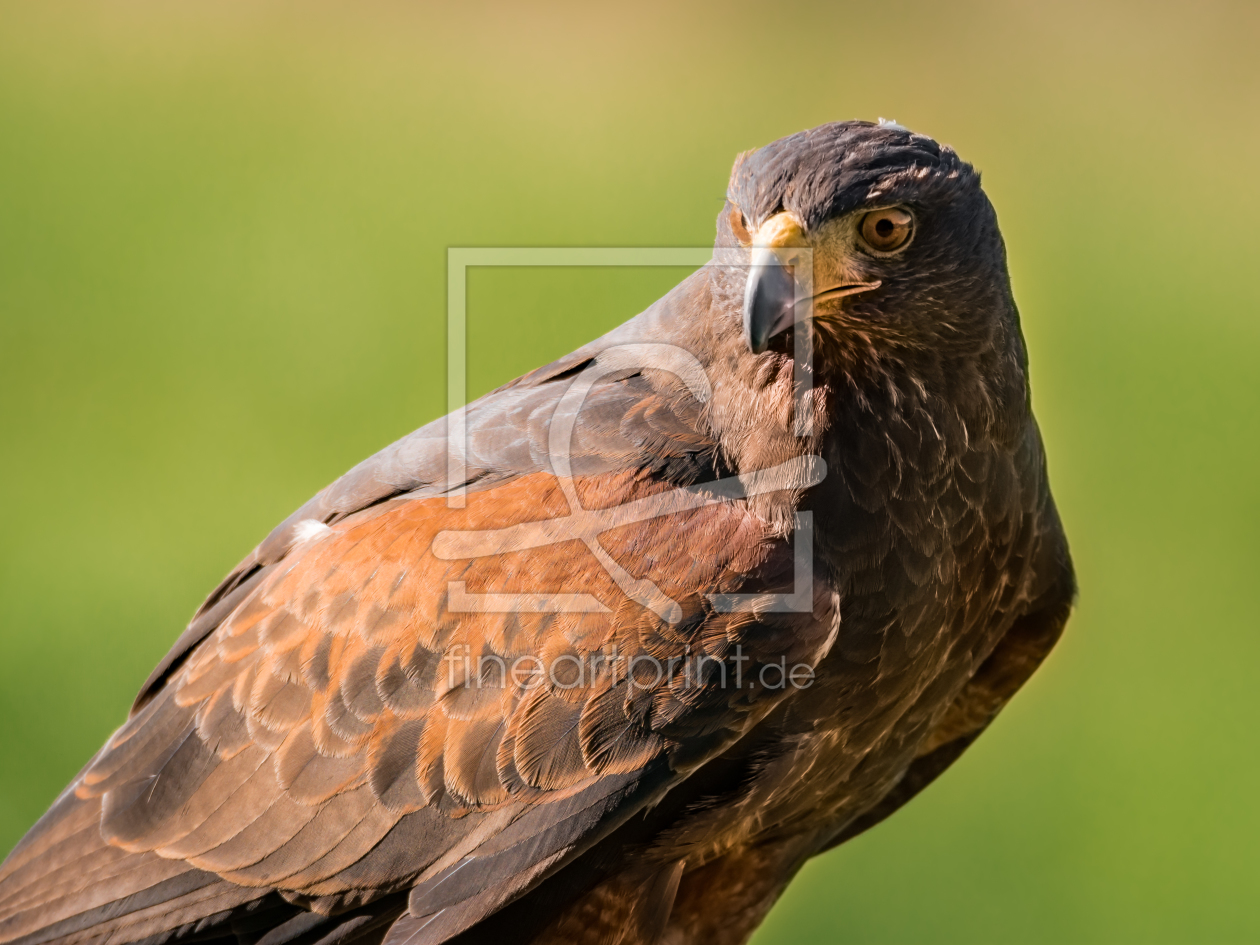 Bild-Nr.: 11599426 Wüstenbussard , Parabuteo unicinctus erstellt von Richard-Young