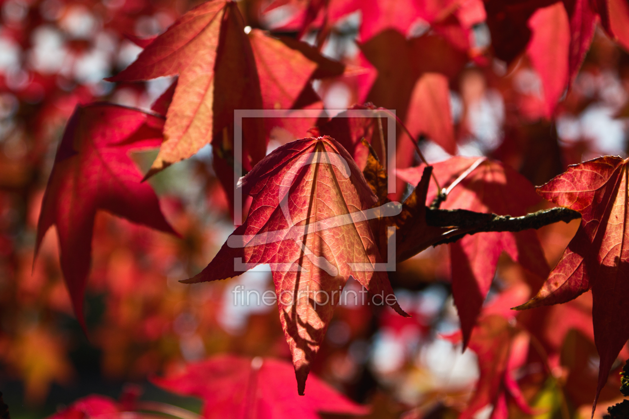 Bild-Nr.: 11600012 Blätter des Amberbaums in der Herbstsonne  erstellt von Anja Schäfer