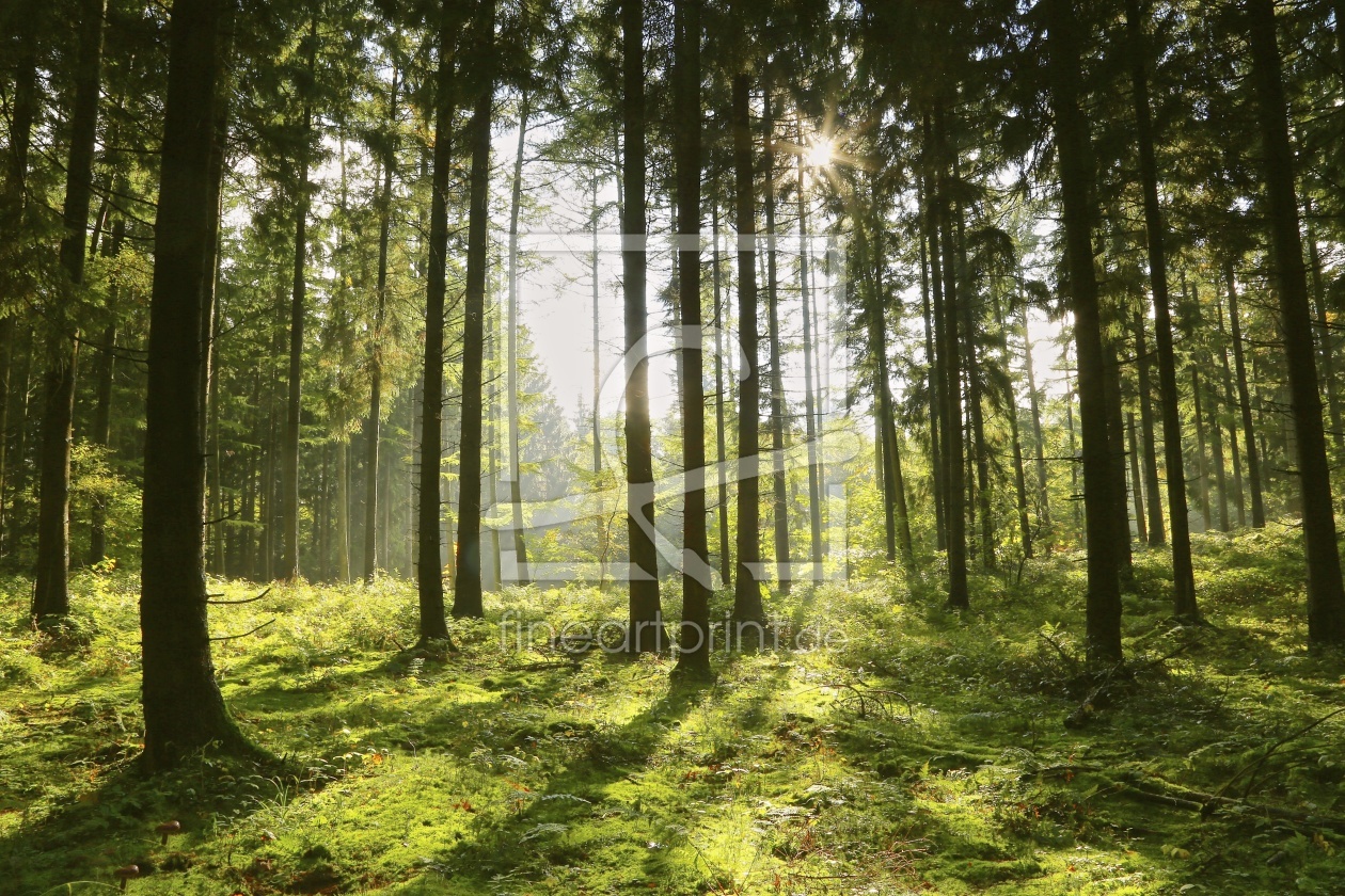 Bild-Nr.: 11600490 forest light erstellt von Ursula Reins