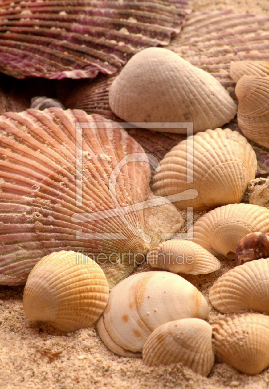 Bild-Nr.: 11600734 Muscheln im Sand 3 erstellt von Anja Schäfer