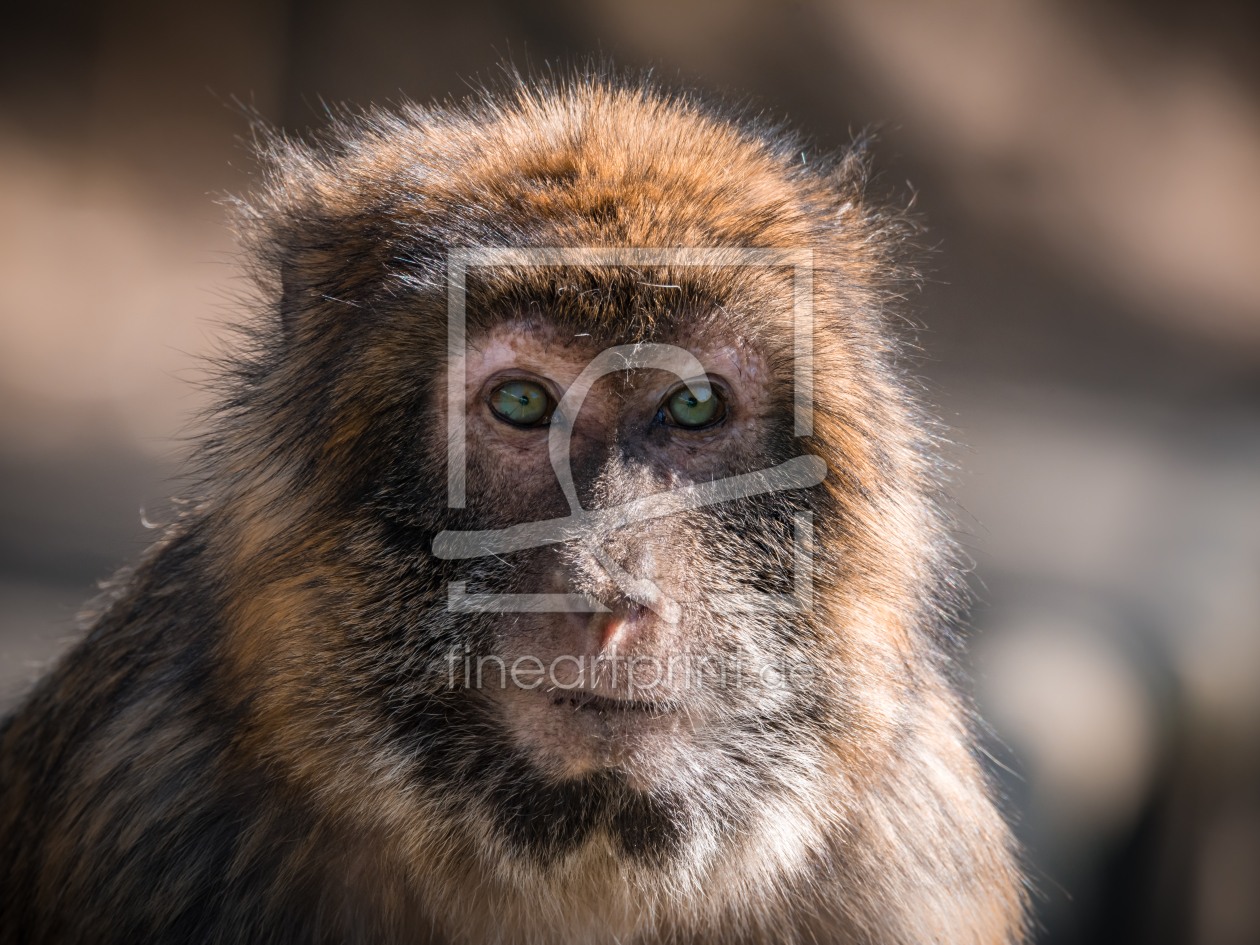 Bild-Nr.: 11601100 Berberaffe , Macaca sylvanu erstellt von Richard-Young