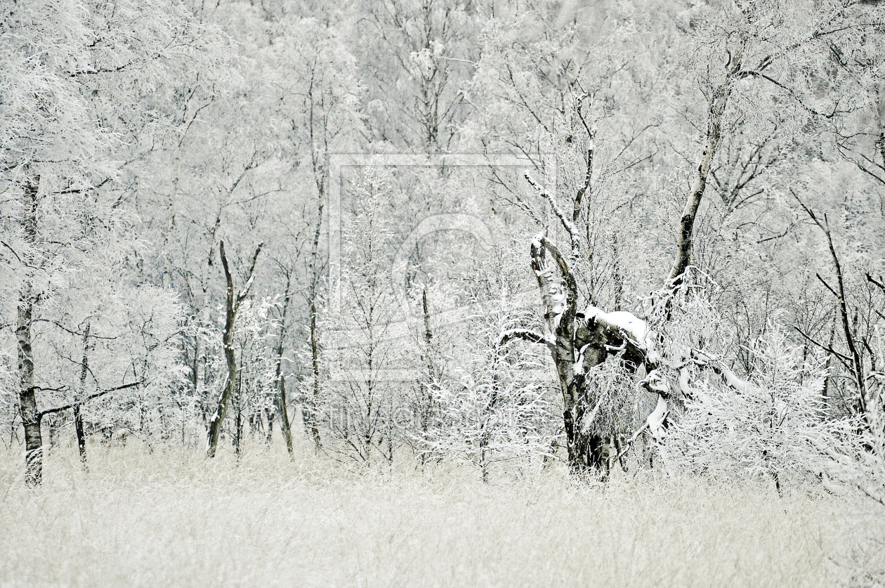 Bild-Nr.: 11602448 Dichter Winterwald erstellt von Ostfriese