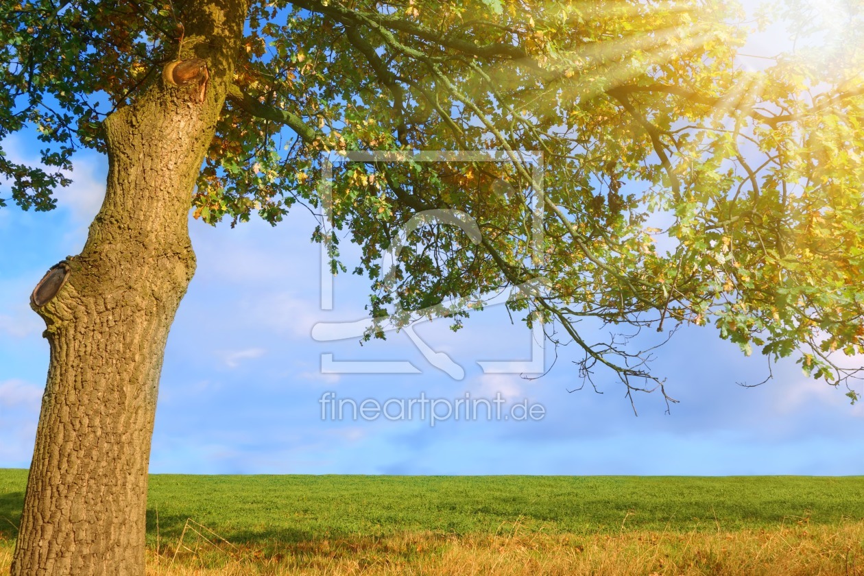 Bild-Nr.: 11602606 Baum im Sonnenlicht erstellt von Darlya