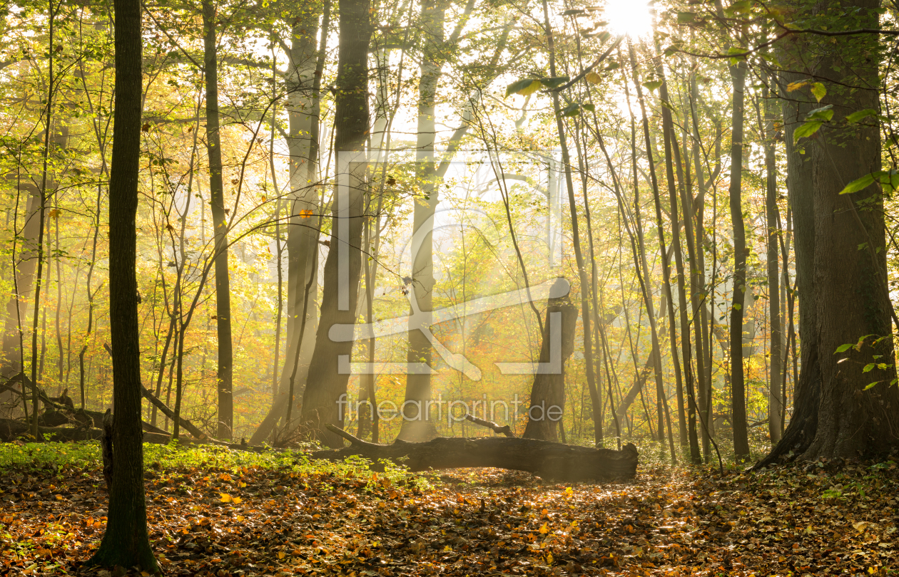 Bild-Nr.: 11602676 Sonnenstrahlen im Herbstwald erstellt von Nordbilder
