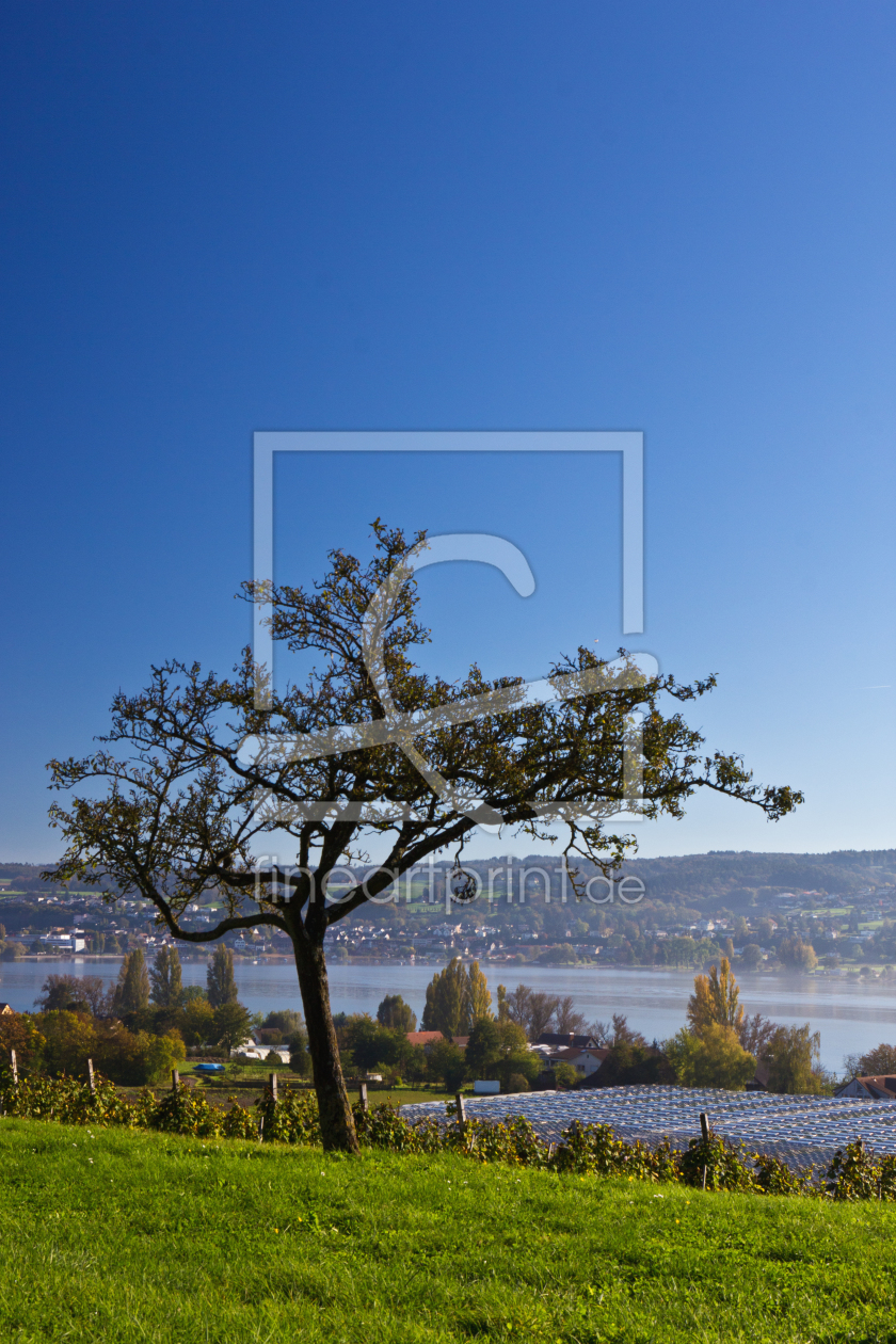 Bild-Nr.: 11602770 Herbst aufder Insel Reichenau 4 erstellt von Anja Schäfer