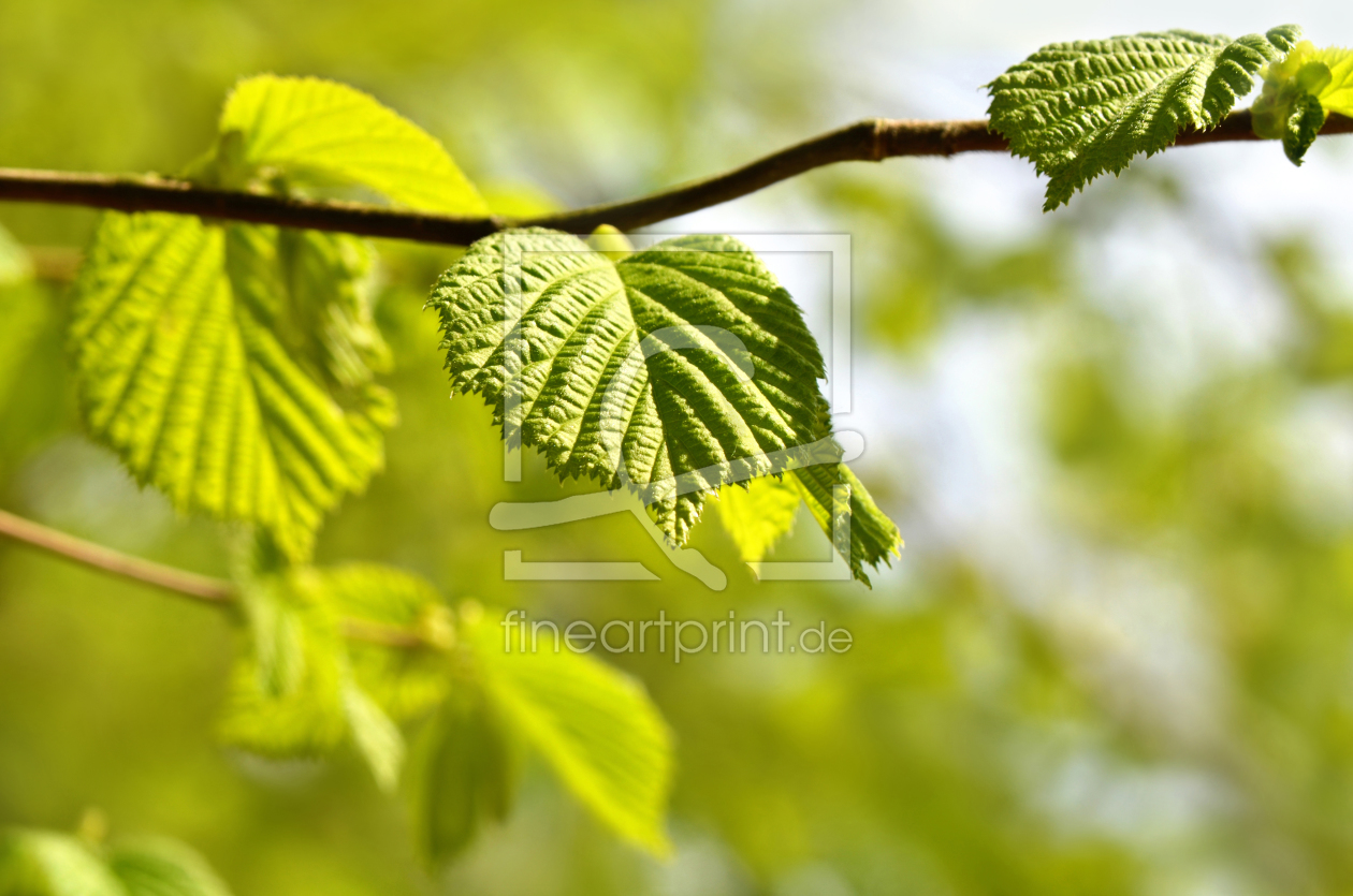 Bild-Nr.: 11602870 Frühlingserwachen Bild-Nr.: 11602870 Frühlingserwachen erstellt von Atteloi