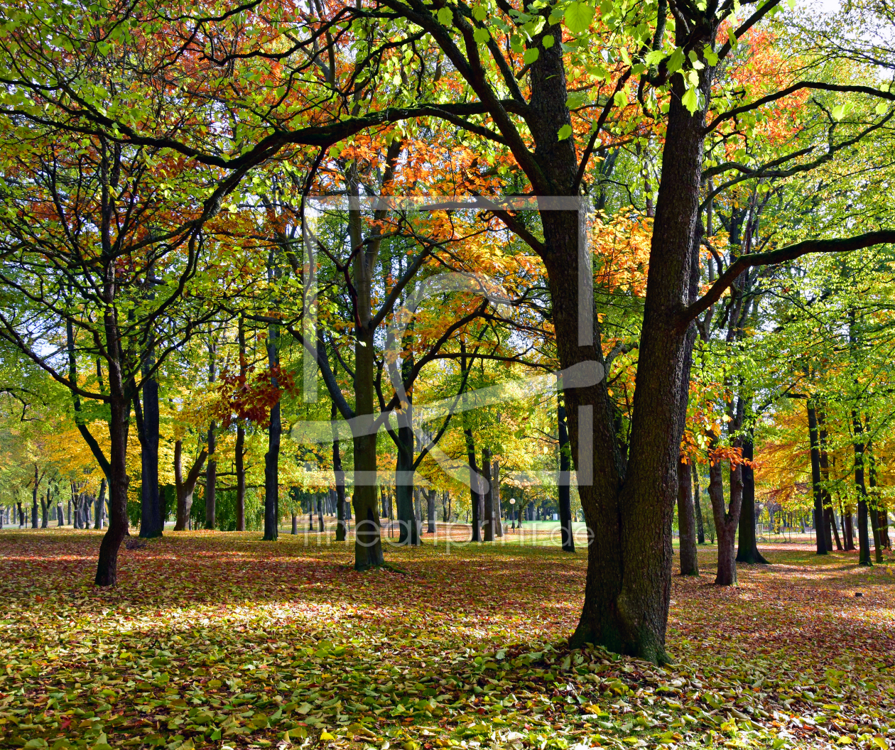 Bild-Nr.: 11603840 Herbstwald erstellt von uwejaeger