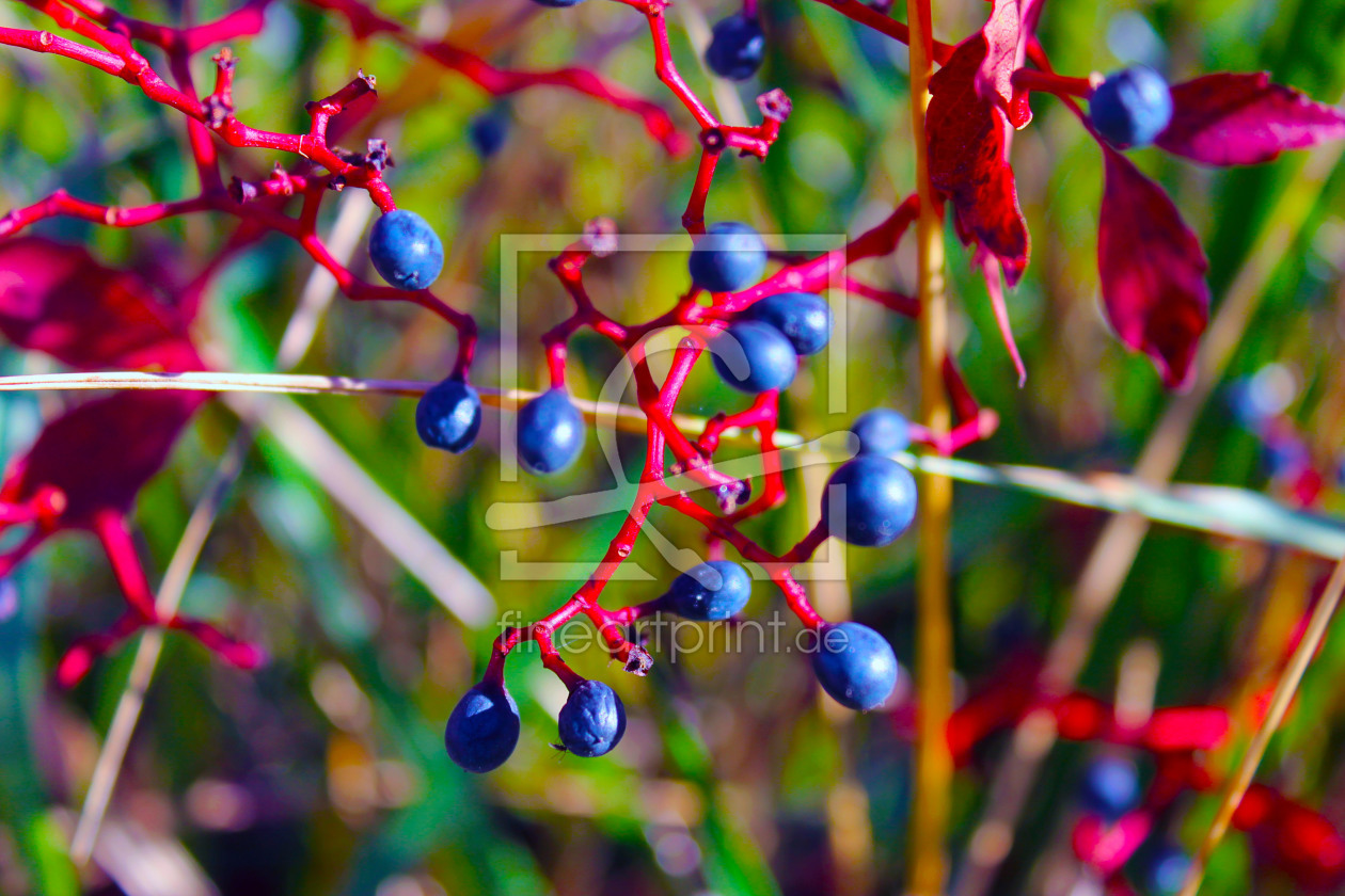 Bild-Nr.: 11604241 Herbstbeeren erstellt von M.A. Ziehr