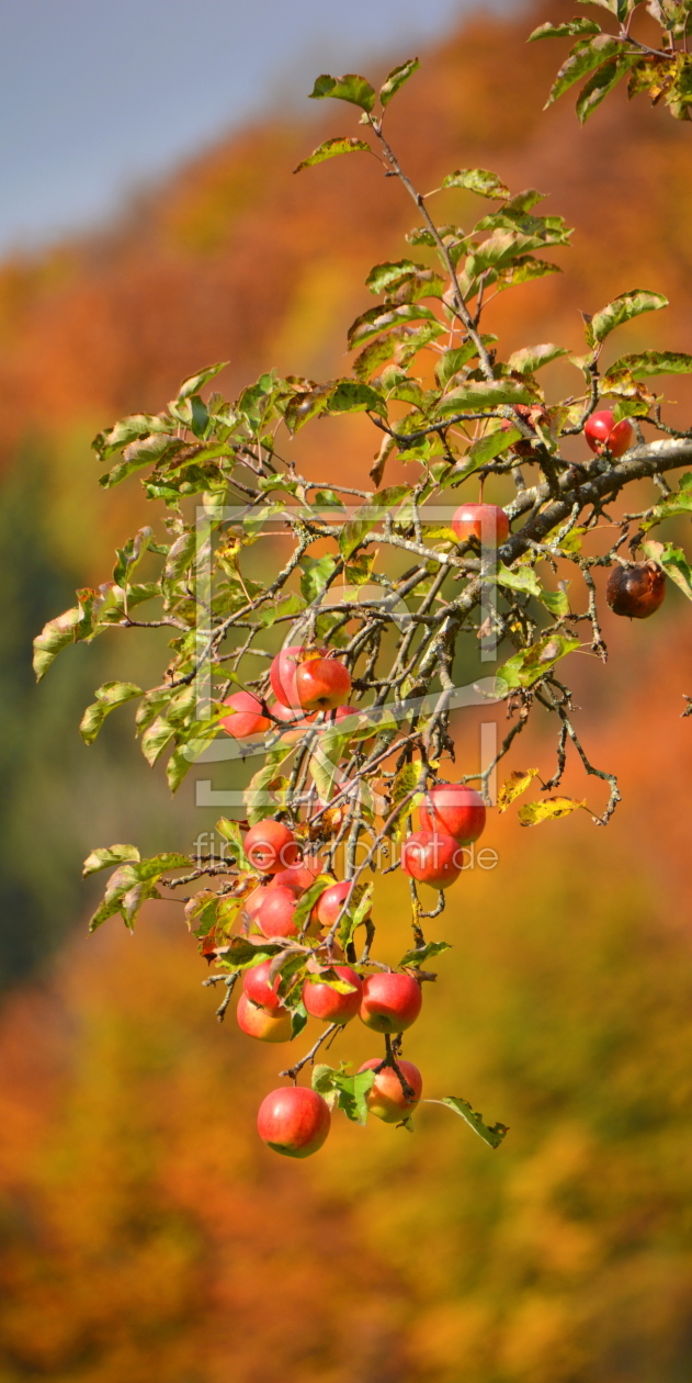 Bild-Nr.: 11604753 Herbstzeit - Erntezeit erstellt von GUGIGEI