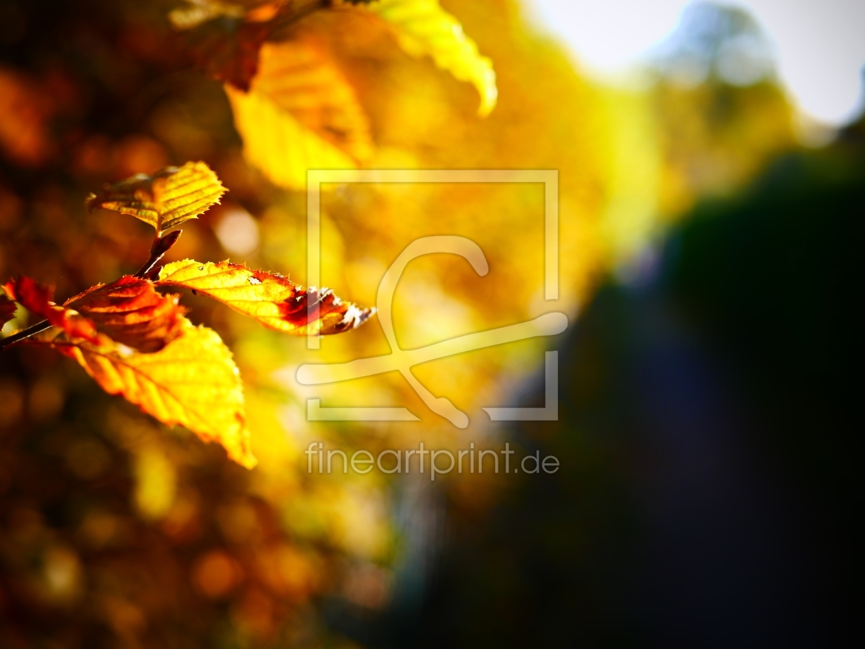 Bild-Nr.: 11605821 Leaf Bild-Nr.: 11605821 Leaf erstellt von Artyimages