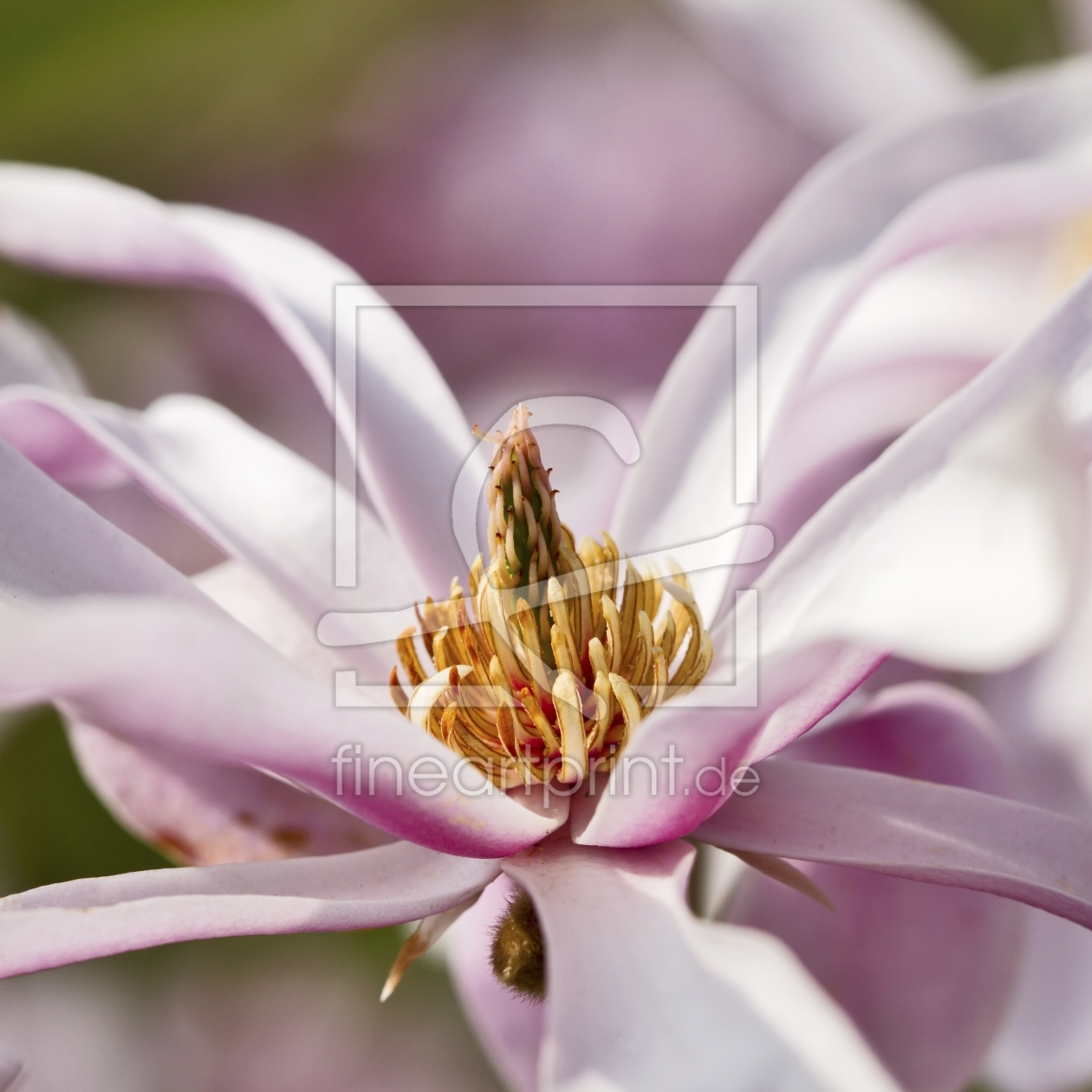 Bild-Nr.: 11606431 Magnolie Quadratisch erstellt von MartinaW