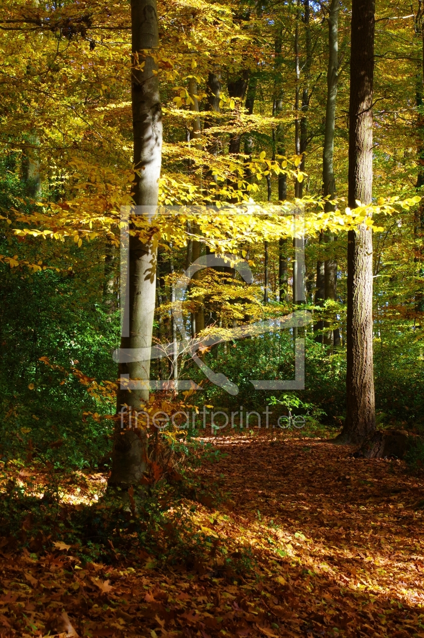 Bild-Nr.: 11606969 Herbstleuchten erstellt von gabii40
