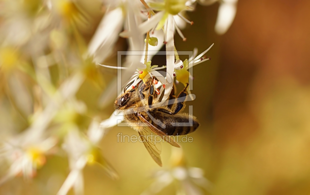 Bild-Nr.: 11607411 Honeybee erstellt von youhaveadream