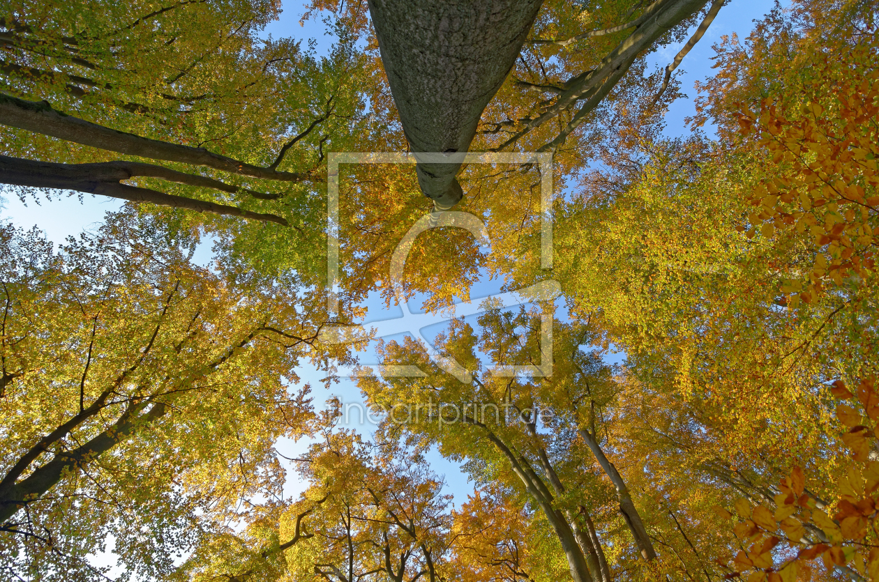 Bild-Nr.: 11607505 Herbstliches Blätterdach erstellt von Rolf Eschbach