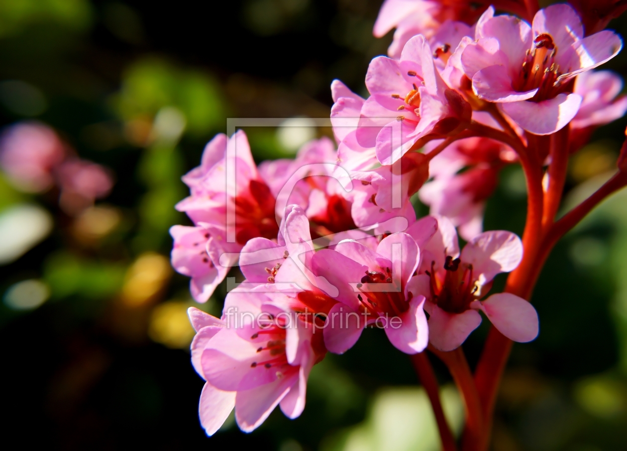 Bild-Nr.: 11607968 Bergenia erstellt von MoNoir