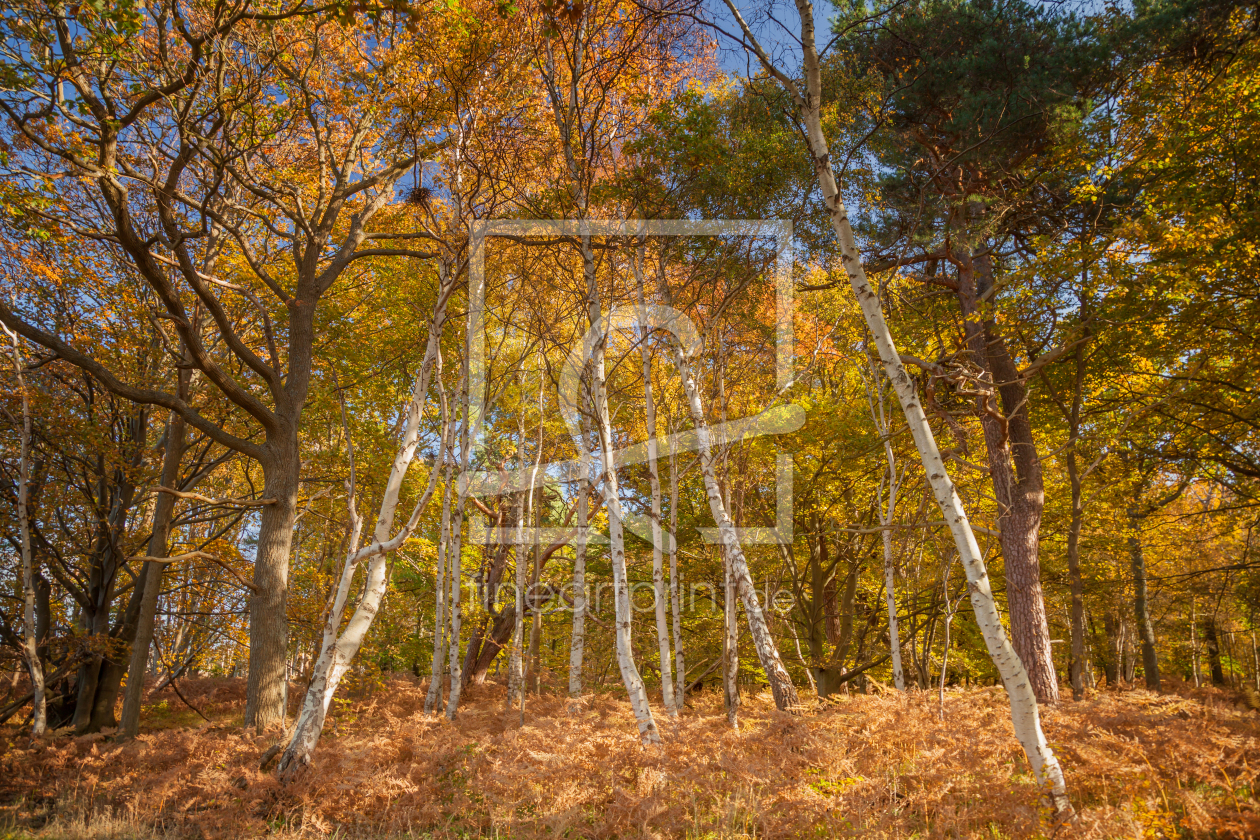 Bild-Nr.: 11607990 Mischwald erstellt von FotoDeHRO