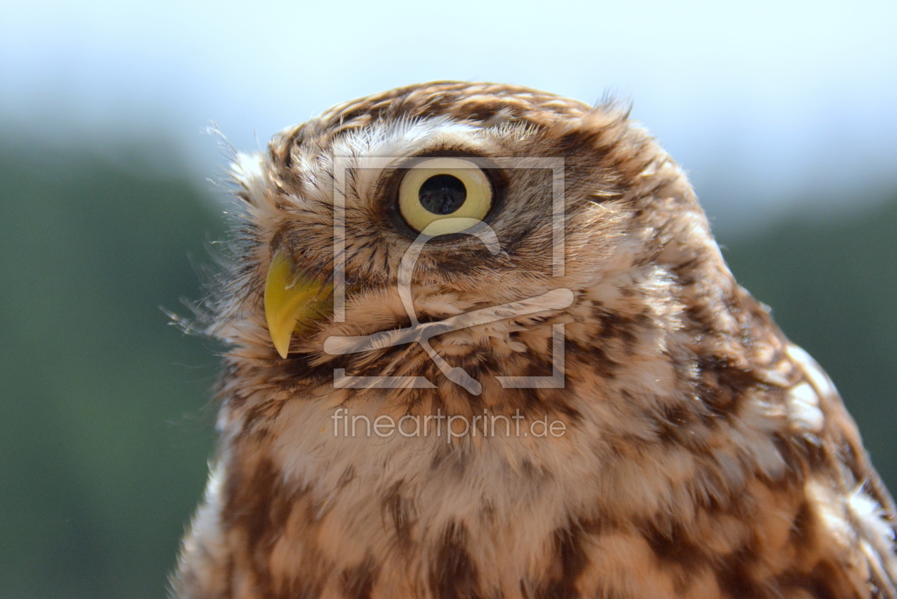 Bild-Nr.: 11608003 Athene noctua erstellt von GUGIGEI