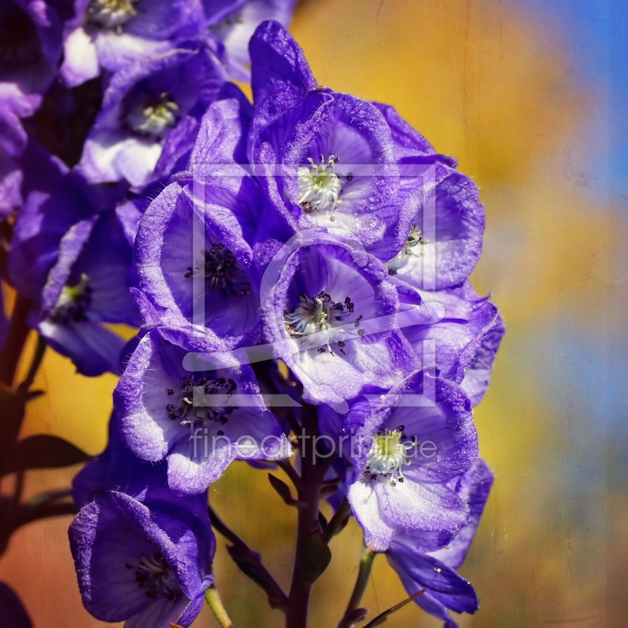 Bild-Nr.: 11608475 Aconitum erstellt von youhaveadream