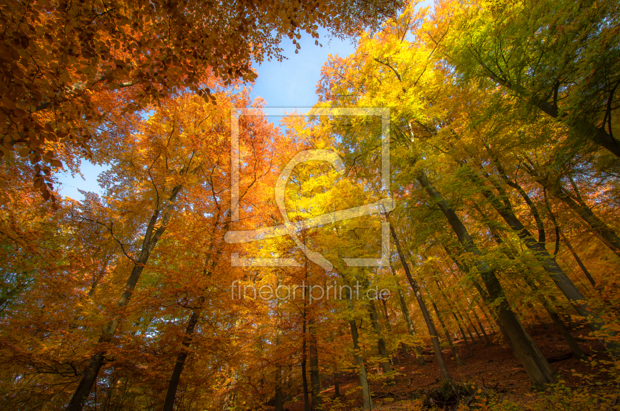 Bild-Nr.: 11608937 Rainbow Forest erstellt von Steffen Gierok