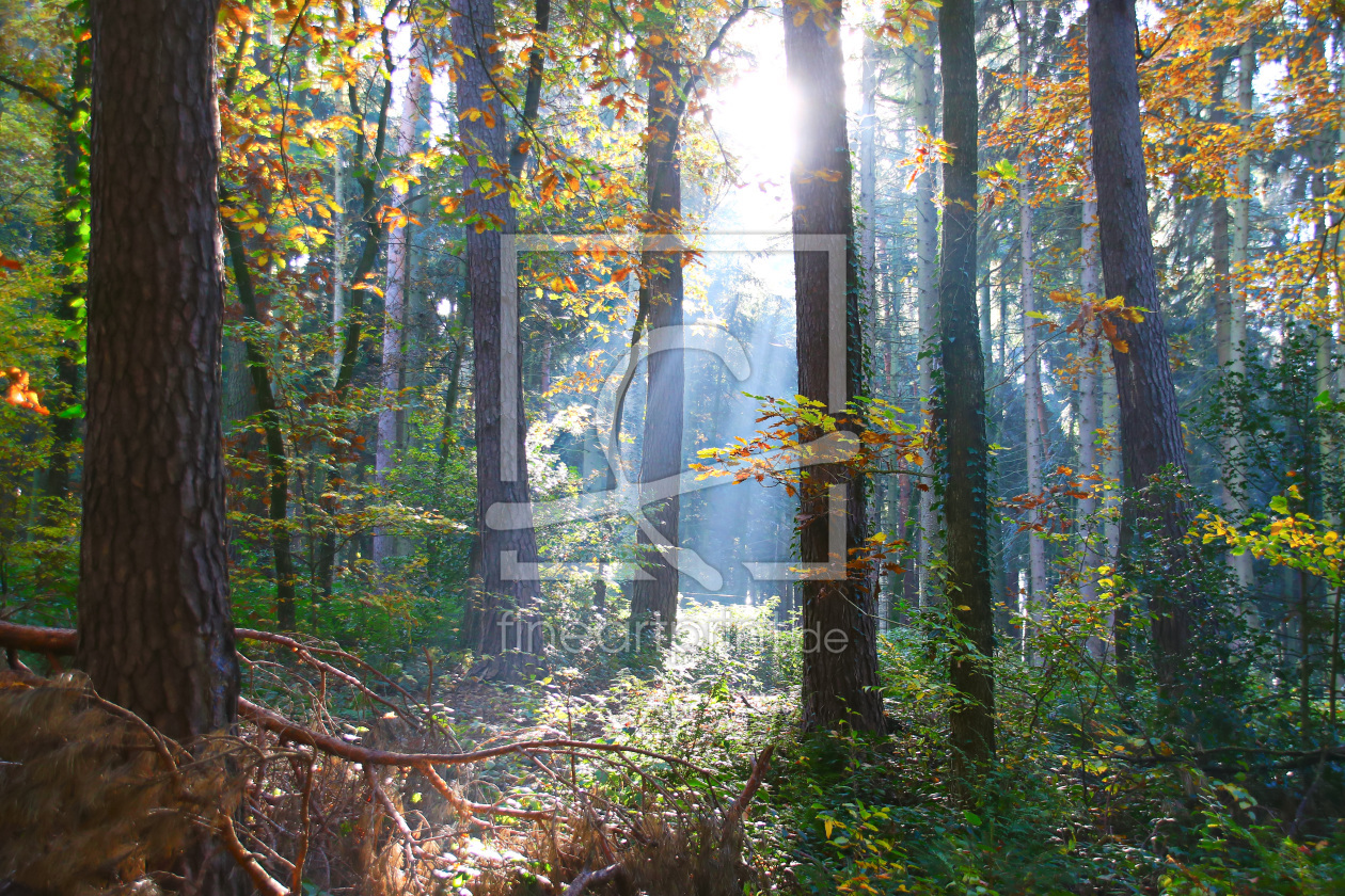 Bild-Nr.: 11609045 Herbstwald 4 erstellt von falconer59