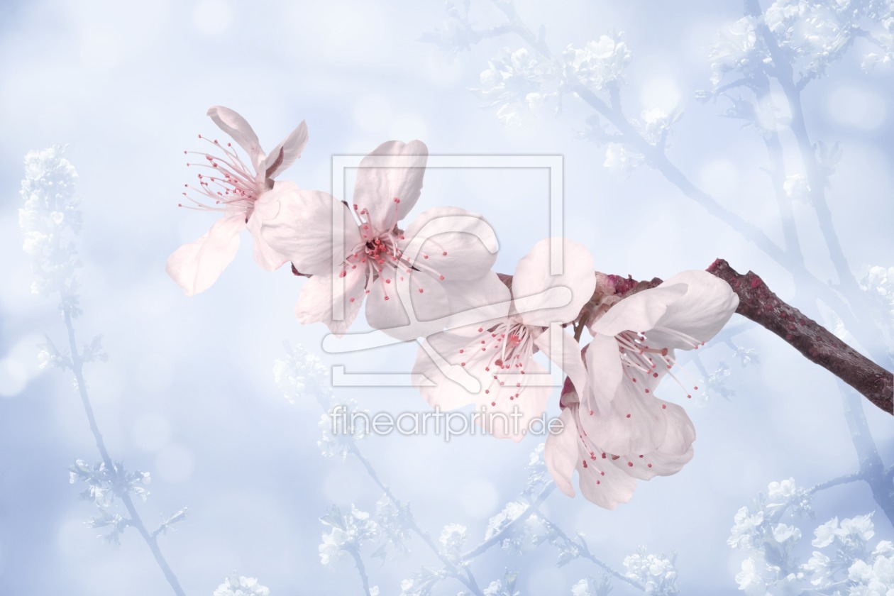 Bild-Nr.: 11609425 Kirschblüten Kirschzweig erstellt von Darlya