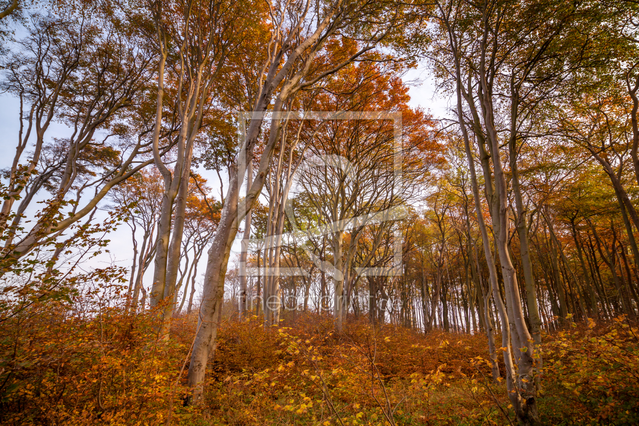 Bild-Nr.: 11609815 Nienhäger Wald erstellt von FotoDeHRO
