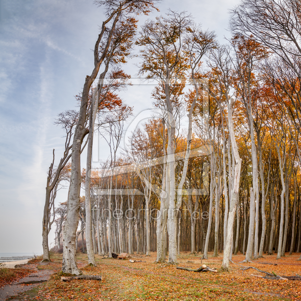 Bild-Nr.: 11610175 Nienhäger Wald erstellt von FotoDeHRO