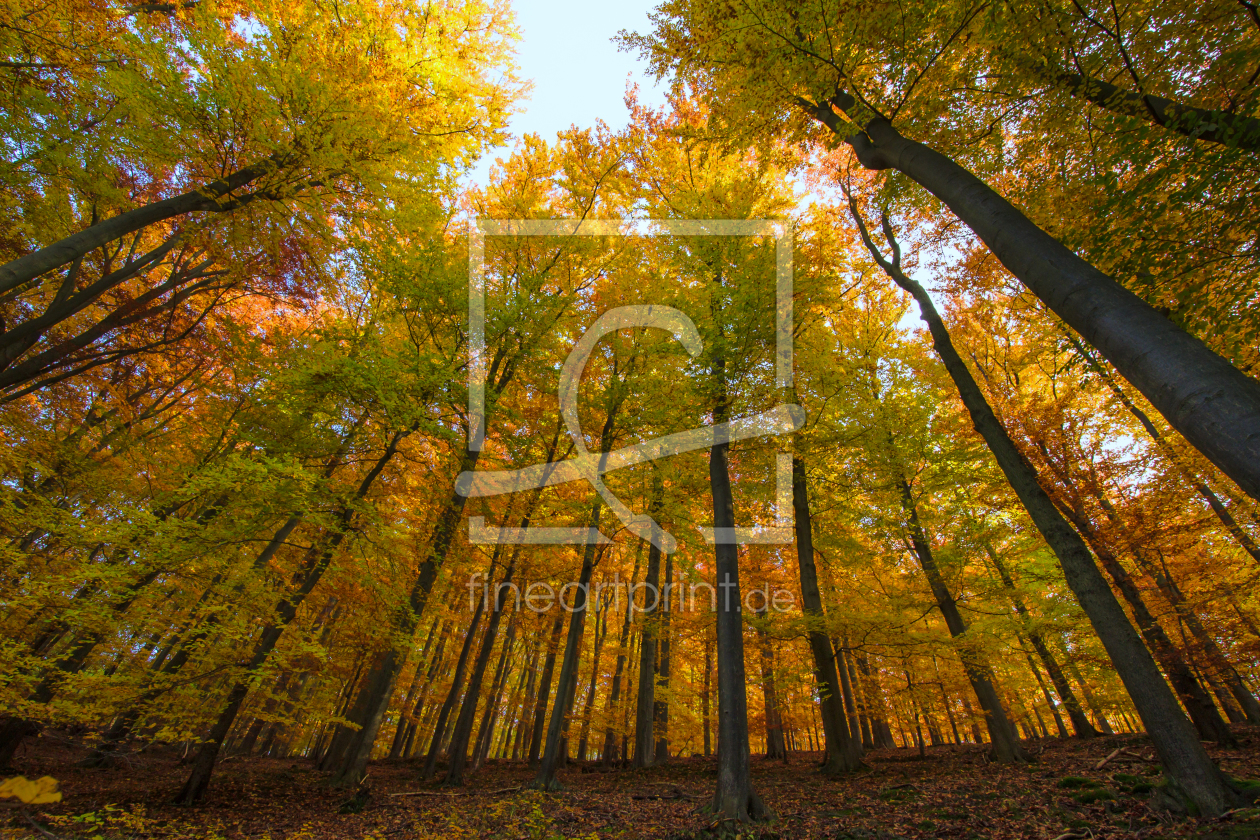 Bild-Nr.: 11610279 Rainbow Forest erstellt von Steffen Gierok
