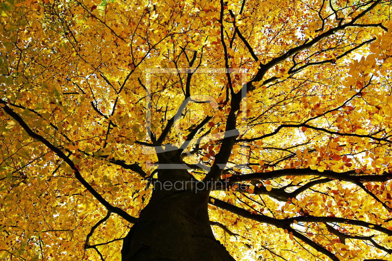 Bild-Nr.: 11610389 Goldener Herbst erstellt von uwejaeger