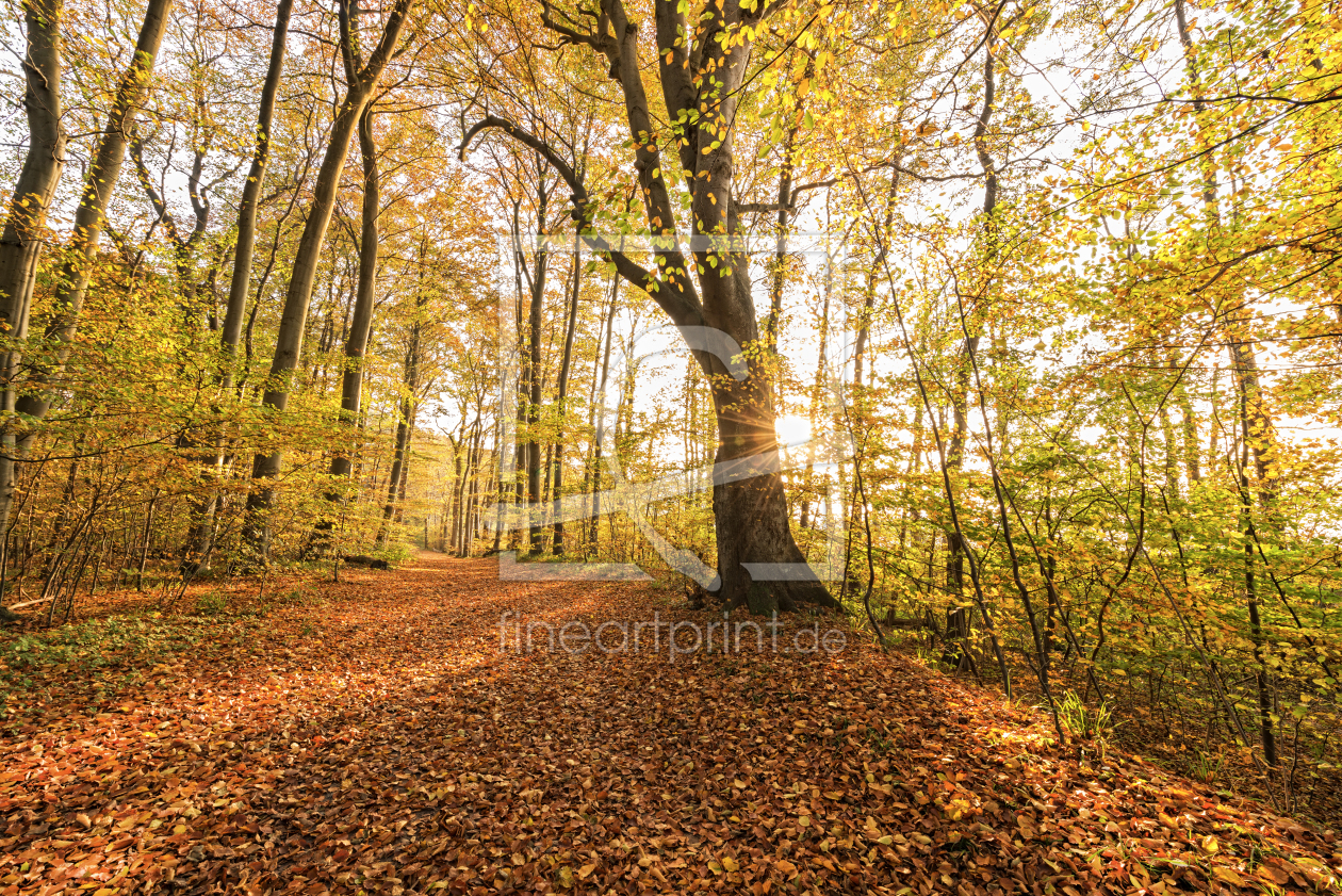 Bild-Nr.: 11610441 Herbstgold erstellt von Nordbilder