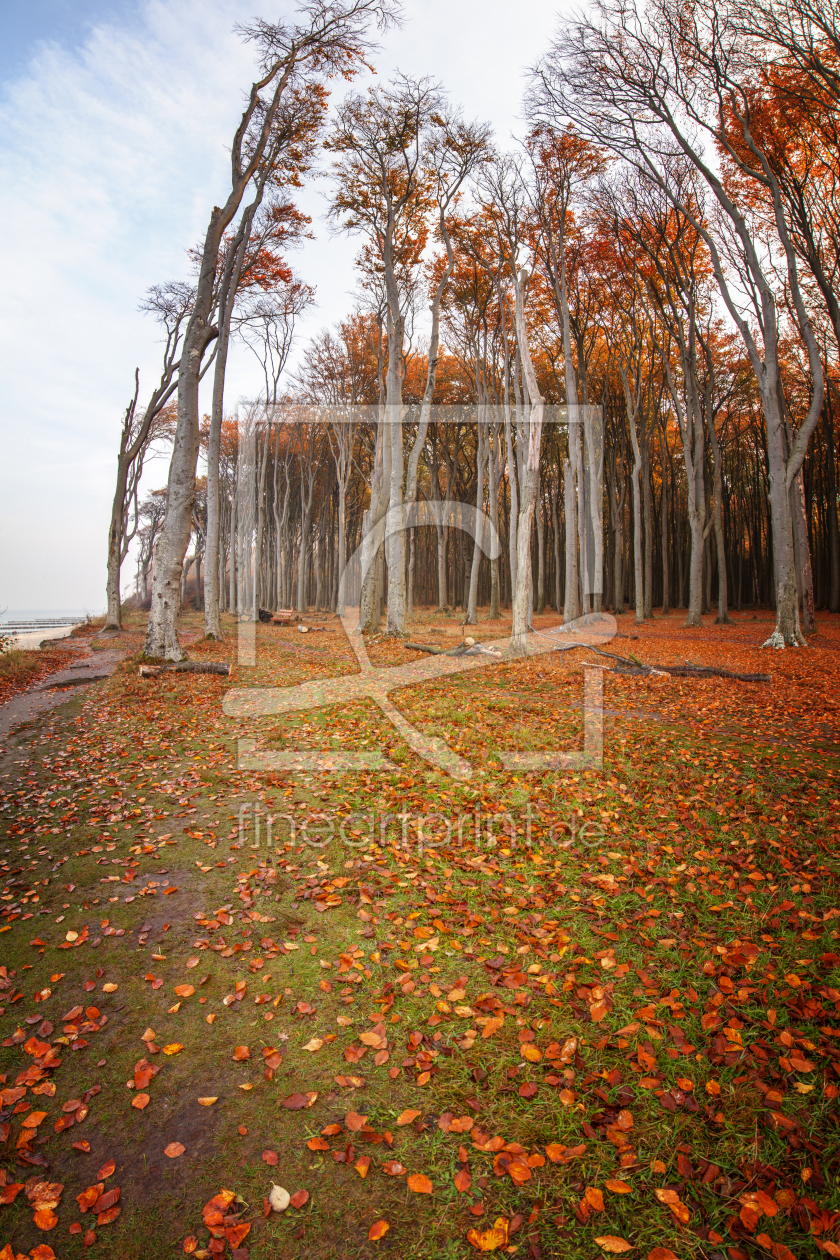 Bild-Nr.: 11610469 Herbstlaub erstellt von FotoDeHRO