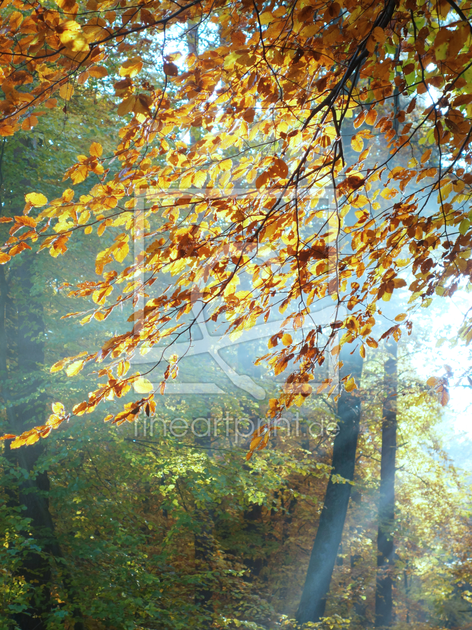 Bild-Nr.: 11610975 Herbstleuchten erstellt von LiaF