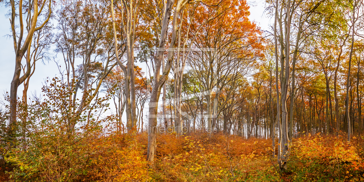 Bild-Nr.: 11611053 Abends im Wald erstellt von FotoDeHRO