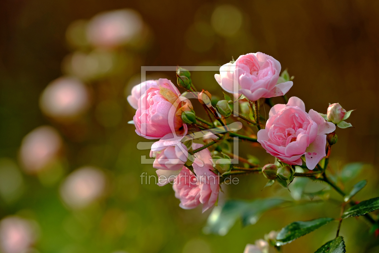 Bild-Nr.: 11611061 Die letzten Rosenblüten erstellt von Ostfriese