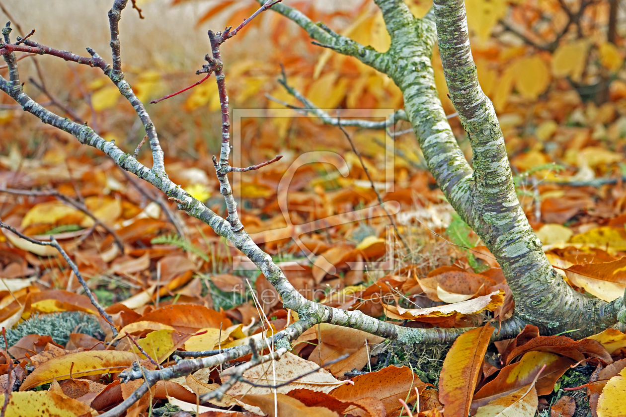 Bild-Nr.: 11611175 Bunte Blätter fallen erstellt von Ostfriese