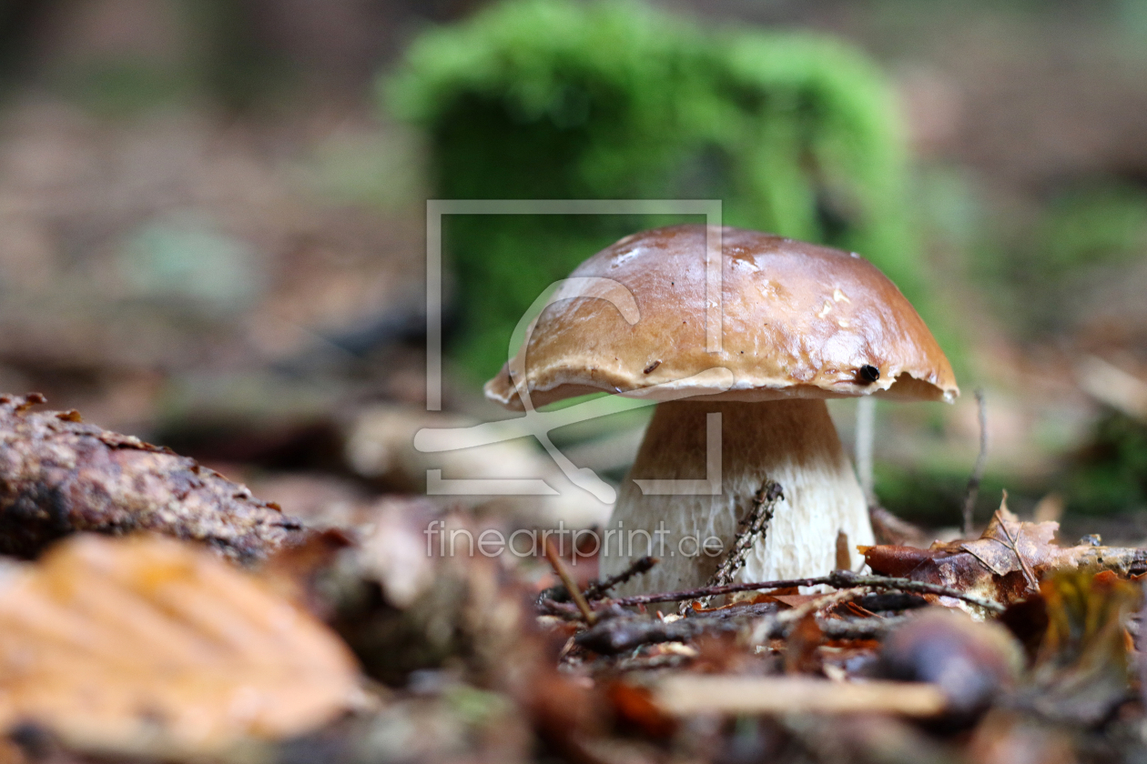 Bild-Nr.: 11611237 Steinpilz erstellt von mobil-foto-de