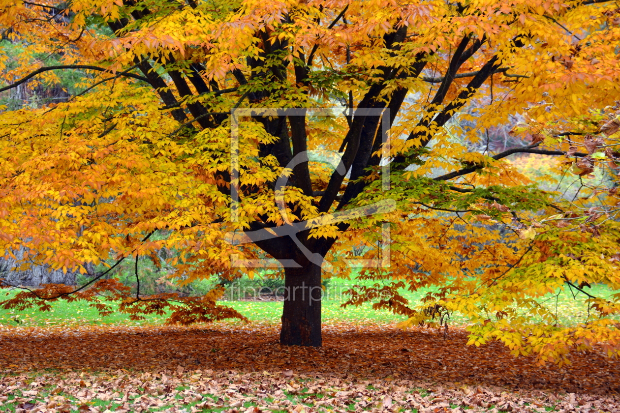 Bild-Nr.: 11611413 Herbstbaum erstellt von GUGIGEI