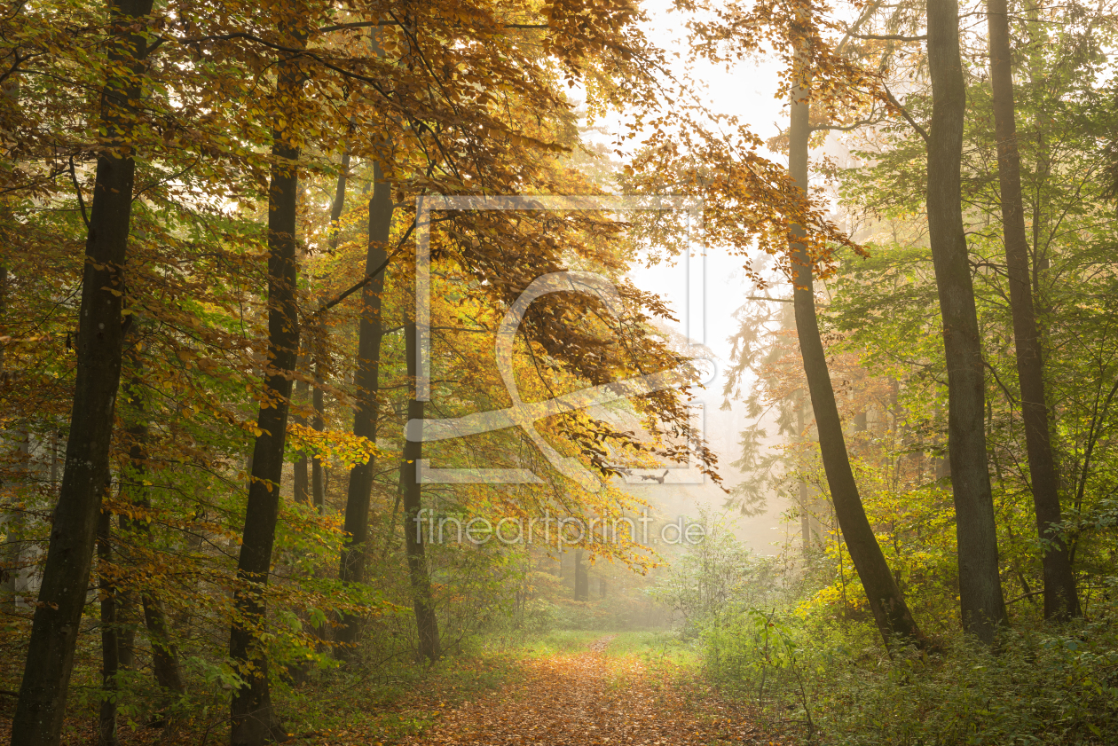 Bild-Nr.: 11612213 Herbstnebel erstellt von Nordbilder