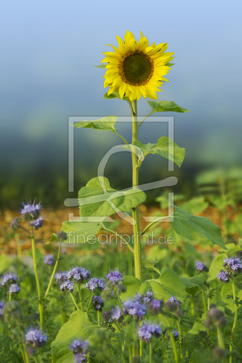 Bild-Nr.: 11612489 Sonnenblume und Phacelia erstellt von SusaZoom
