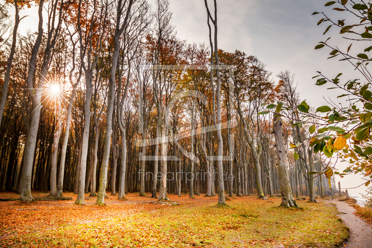 Bild-Nr.: 11612619 Gegenlicht im Nienhäger Wald erstellt von FotoDeHRO