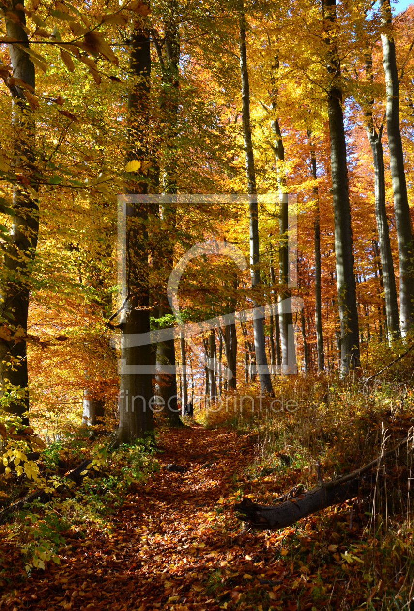 Bild-Nr.: 11612625 herbstwald erstellt von Ralf Nemeth